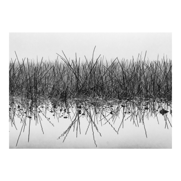 Reeds in the Fog