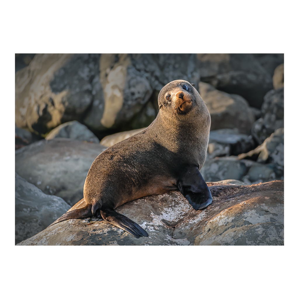 Sunbathing NZ Fur Seal