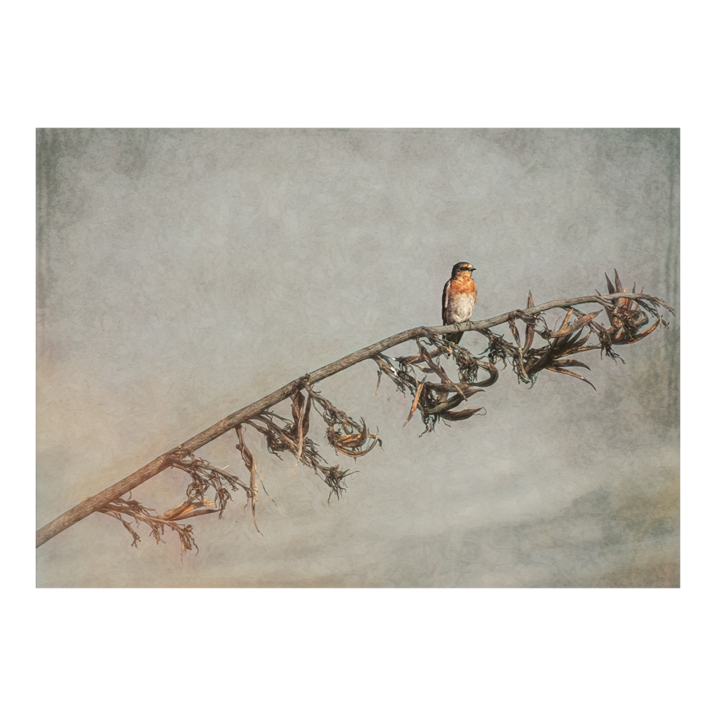 Swallow Resting
