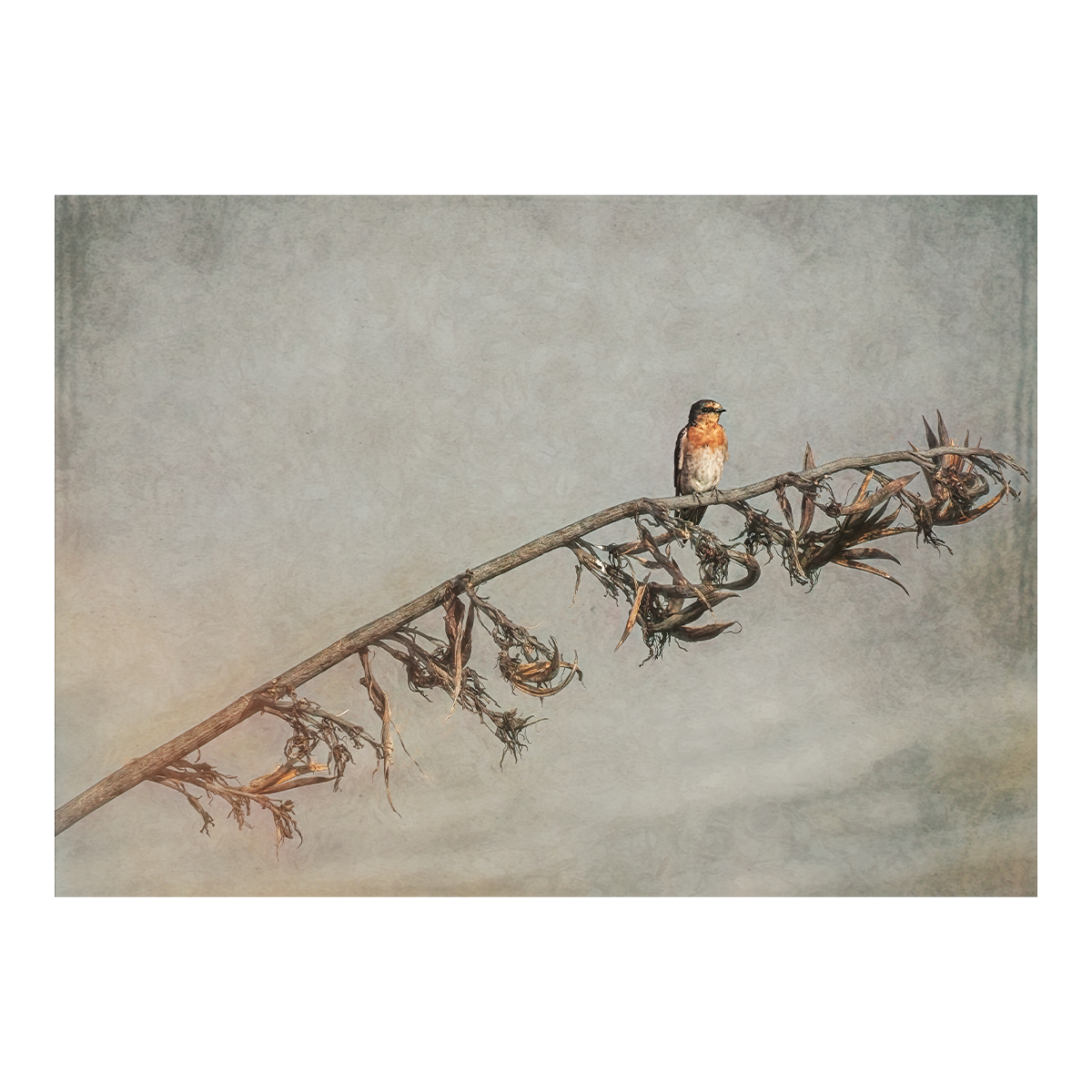 Swallow Resting
